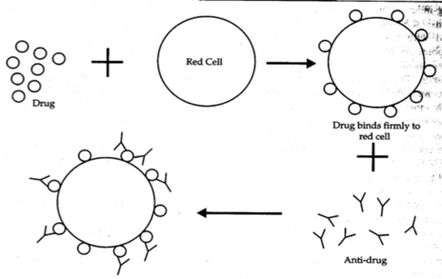 <p>a. Drug binds to RBC membrane. It may act as a hapten</p><p>b. Drug induced formation of antibodies</p><p>c. Antibodies bind to drug on cell membrane</p><p>d. Extravascular hemolysis occurs. This may occasionally be severe.</p>