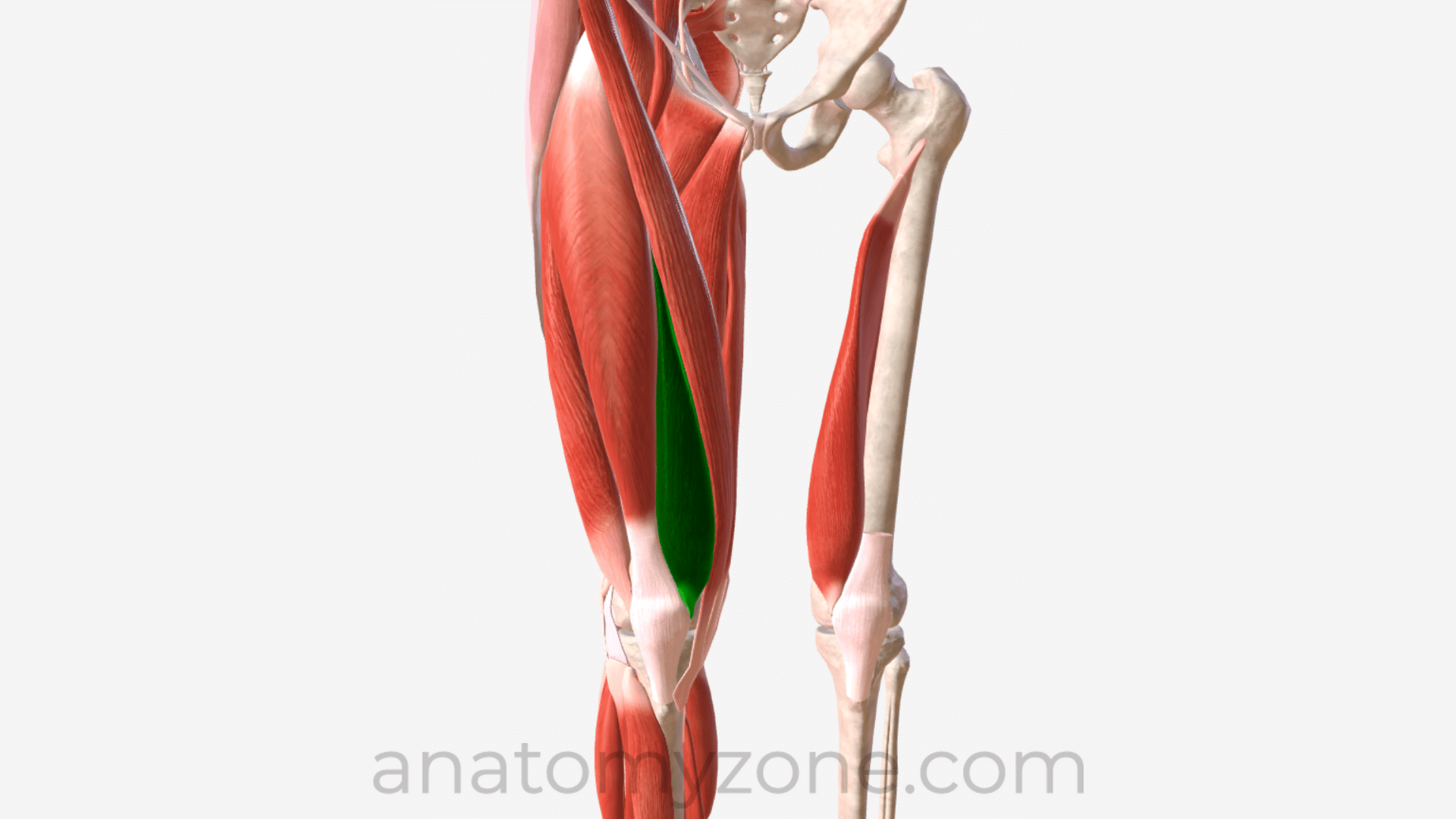 <p>A muscle that extends the leg and stabilizes the patella, located in the medial part of the quadriceps on the front of the thigh.</p>