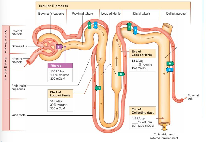 <ul><li><p>reabsorption</p></li><li><p>secretion</p></li></ul><p></p>