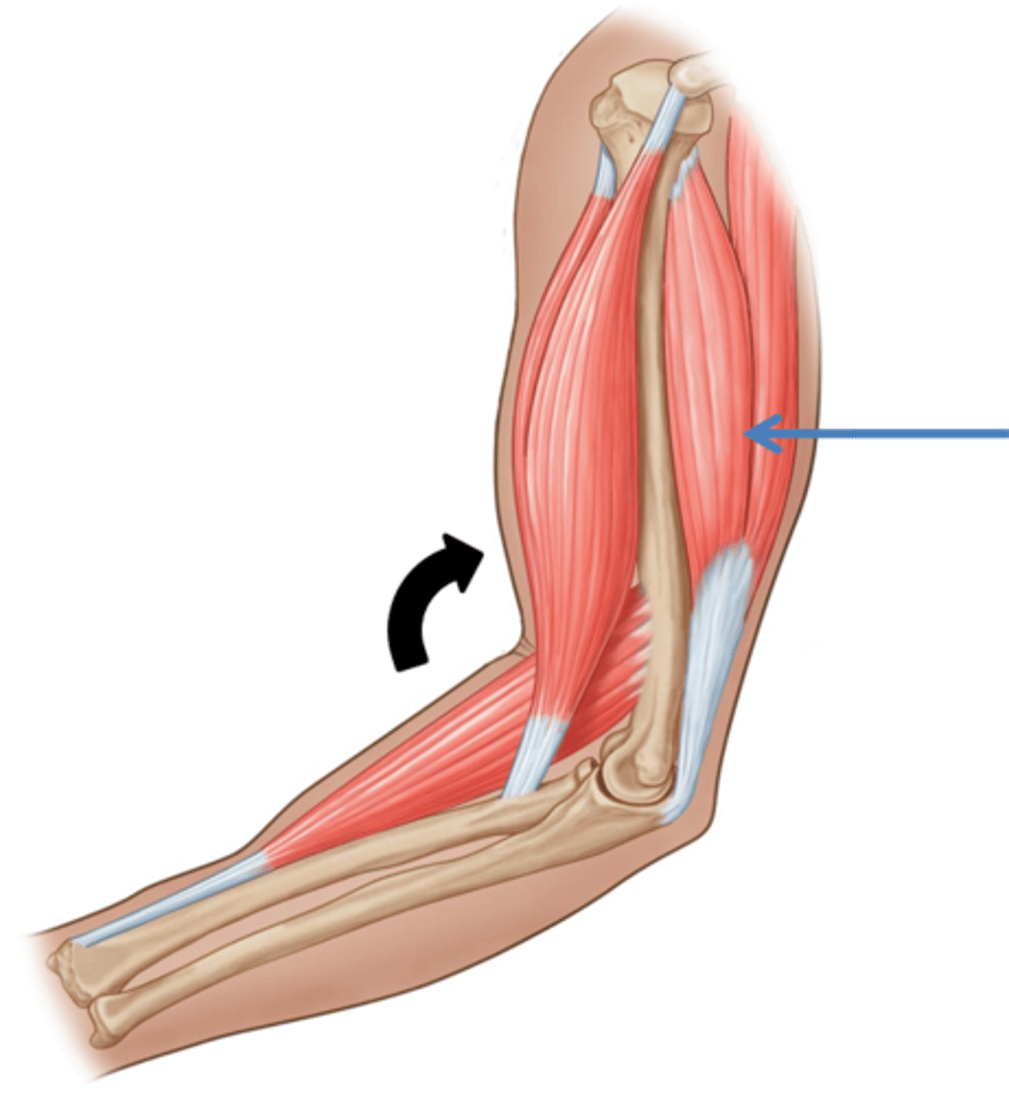 <p>The muscle working to produce the opposite movement to the agonist and relaxes</p>