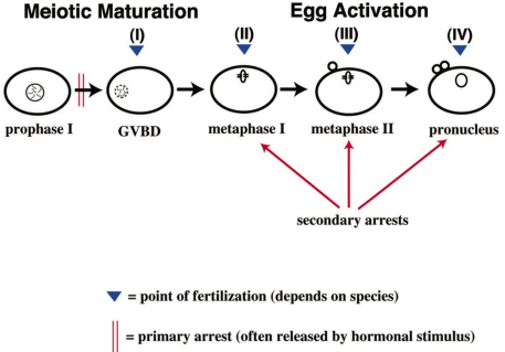 <p>Before the oocyte has undergone meiosis</p>