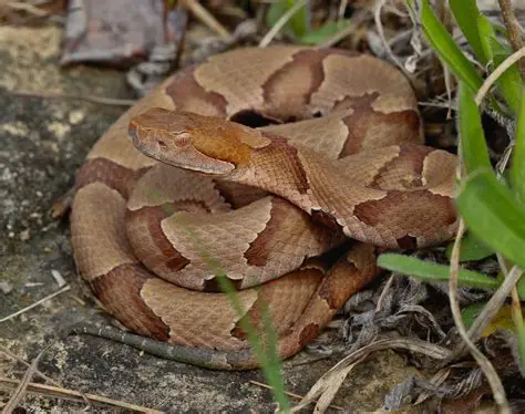 <p>Eastern copperhead</p>