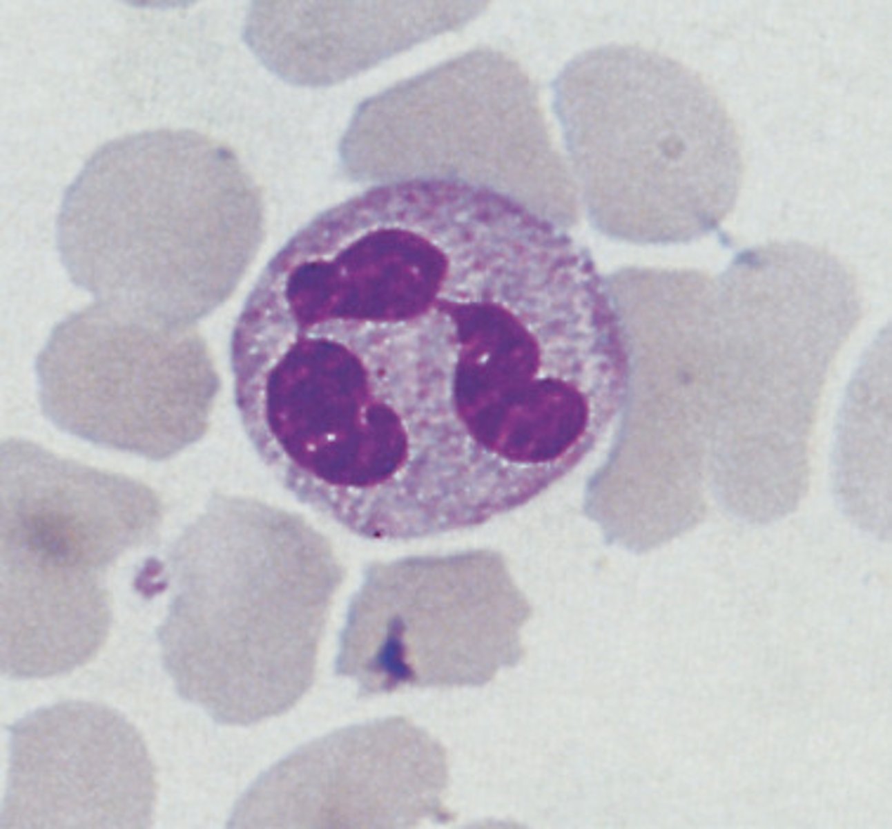 <p>A type of white blood cell that engulfs microbes by phagocytosis</p>