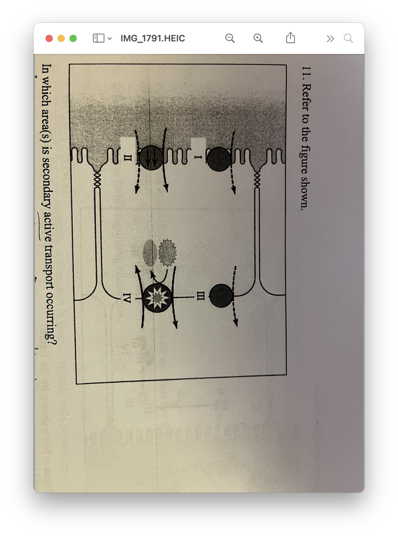 in which area(s) is secondary active transport occuring?

\
A. I

B. II

C. I and III

D. IV
