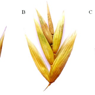 <p>units attached to the rachis of an inflorescence; usually bears one or more florets (depending on the species)</p>