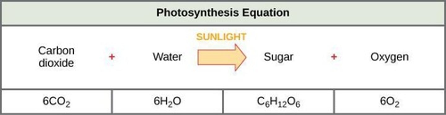 <p>Byproduct released during photosynthesis.</p>