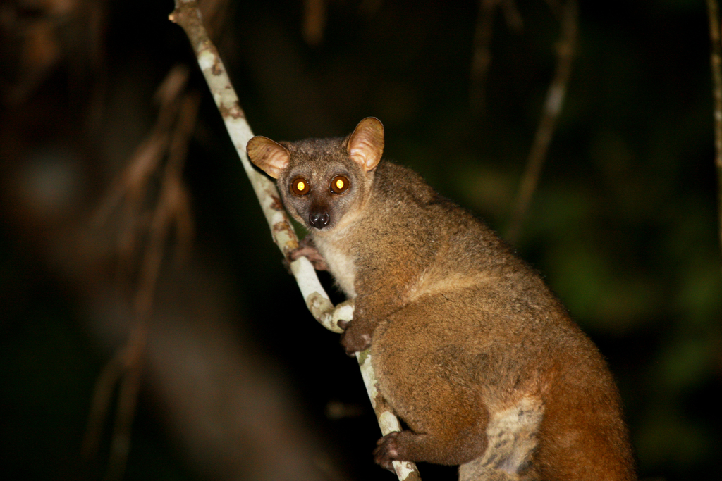<p>otolemur (“greater bushbaby”)</p>
