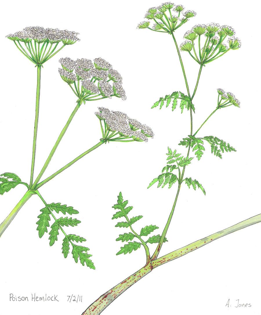 <p>has coniine, which causes paralysis of the diaphragm, leading to death from asphyxiation </p><p>has fern like leaves and umbel <span><span>Inflorescence</span><strong><span>s</span></strong></span> </p>