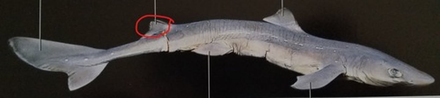 <p>Additional stability during swimming — Second midline fin posterior along dorsum</p>