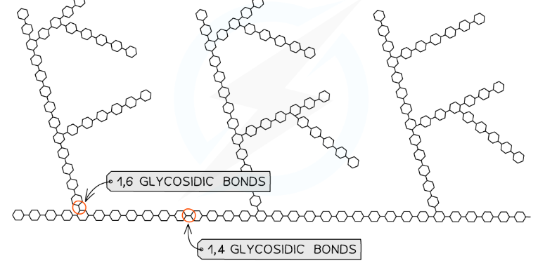 <ul><li><p>Similar structure to amylopectin but more branches</p></li><li><p><span>1-4 glycosidic bonds between α-glucose molecules &amp;</span><strong> also</strong><span> 1-6 glycosidic bonds between glucose molecules creating a </span><strong>branched</strong><span> molecule</span></p></li></ul><p></p>