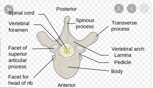 flat plates of bone originating from the pedicles of the vertebral body that form the posterior outer wall of the spinal canal and protect the spinal cord.