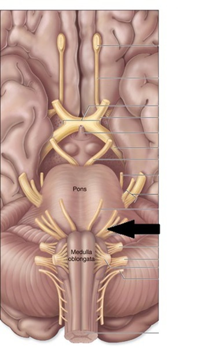 <p>facial expression and anterior 2/3 taste of tongue (both)</p>