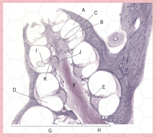 <p>Identify the structure labeled as E.</p>