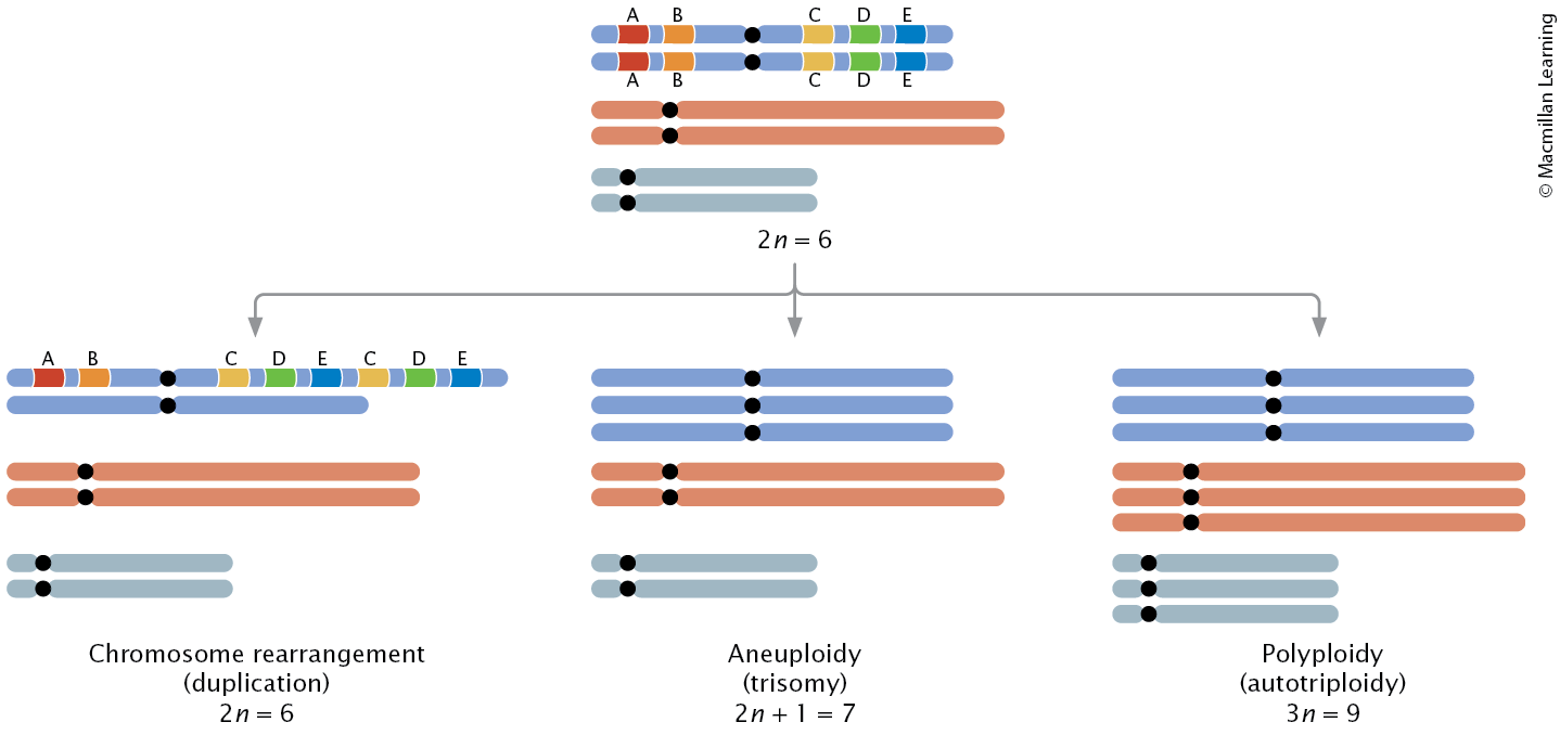 <ul><li><p>Chromosome rearrangements (alter the structure of chromosomes)</p></li><li><p>Aneuploidy (alters the number of chromosomes)</p></li><li><p>Polyploidy (one or more complete sets of chromosomes are added)</p></li></ul><p></p>