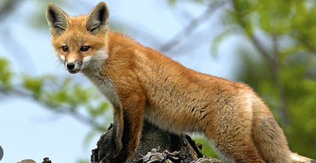 red fox
