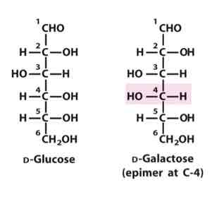 <p>Indicates which Carbon is different between two isomers (Ex: C4 epimer means that the 4th carbon of both structures is oriented differently)</p>