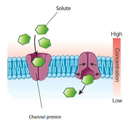 <ul><li><p>The solute moves from an area of high to low concentration with the assistance of a protein.</p></li></ul><p></p>