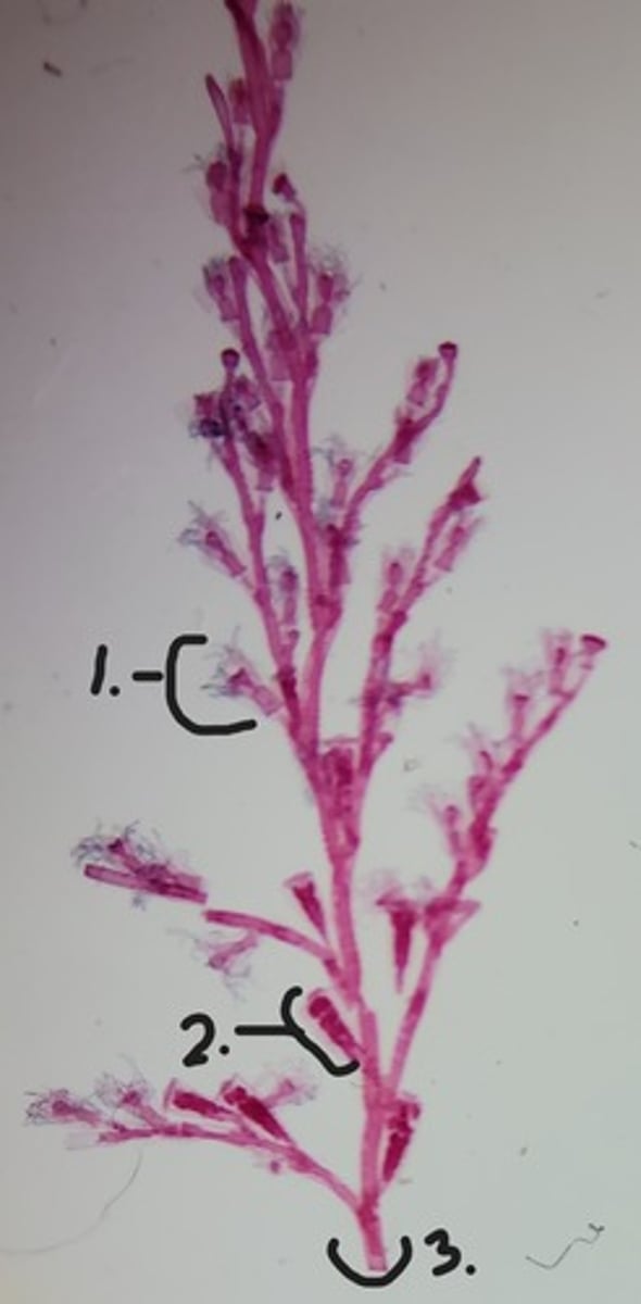 <p>Identify Taxonomy and Structures</p>