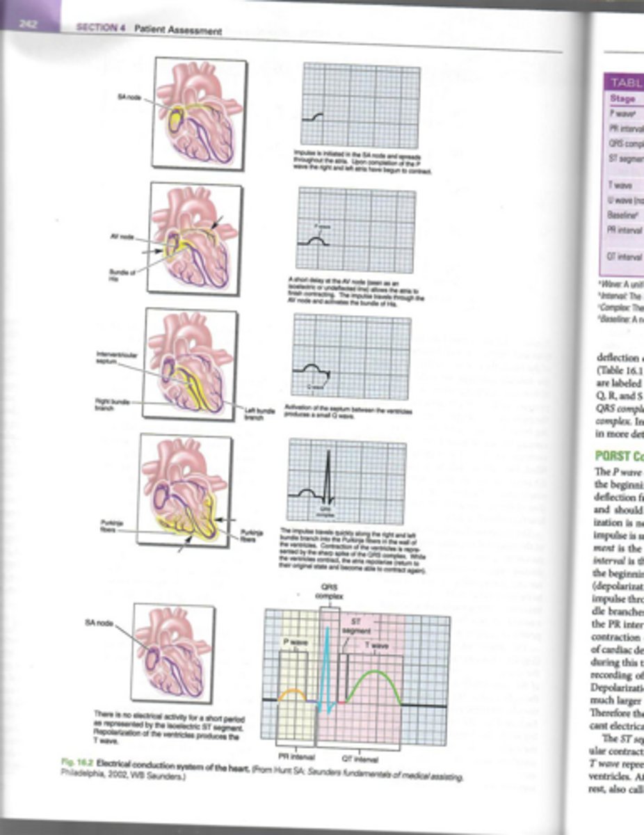 <p>It acts as the pacemaker of the heart, initiating electrical impulses.</p>