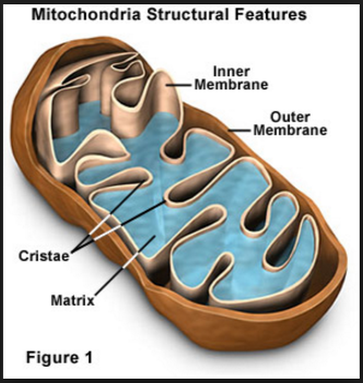 <p><span style="font-family: Arial, sans-serif">projections of the highly invaginated membrane of&nbsp; mitochondrion&nbsp;</span></p><p><span style="font-family: Arial, sans-serif">Greatly increases the surface area of the inner membrane ; increasing the amount of ATP that can be made</span></p>