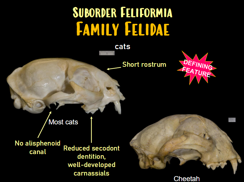 <p>Skull Characteristics: Carnivora - Felidae - cats</p>
