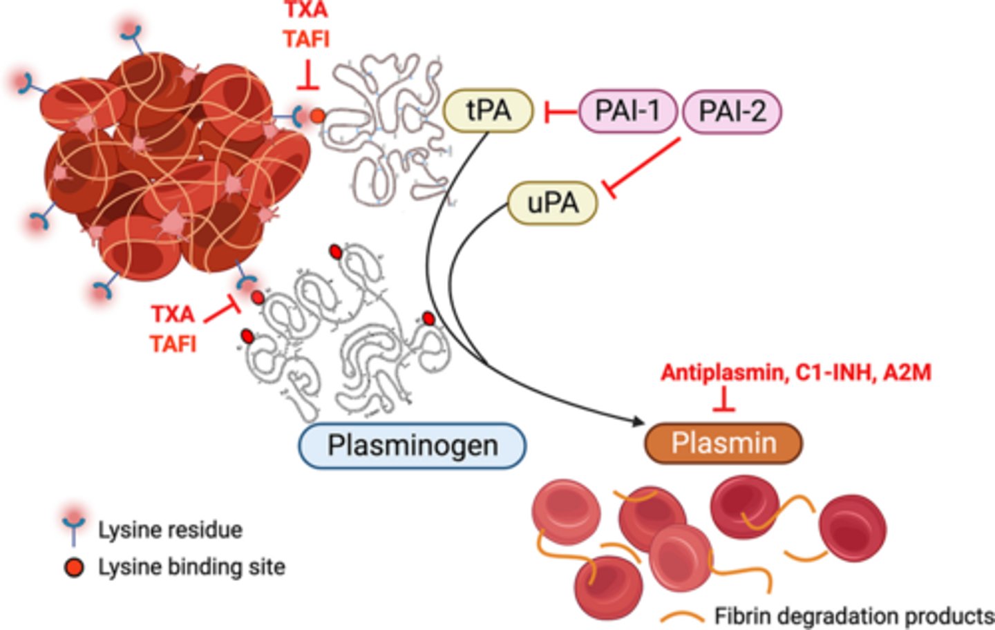 <p>Enhanced by:</p><p>- Tissue plasminogen activator (tPA) – enhances conversion of plasminogen to plasmin</p><p>- Thrombin (minor effects)</p><p>­Inhibited by:</p><p>- α2-antiplasmin (α2-AP) – inhibits plasmin</p><p>- Plasminogen activator inhibitor-1 (PAI-1) – inhibits tPA</p>