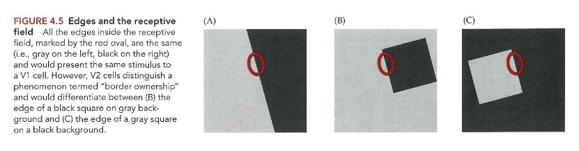 <ul><li><p>net voorbij V1: extrastriate cortex (bv. V2)</p><ul><li><p>= verzameling visuele gebieden die net buiten primaire visuele cortex liggen</p></li><li><p>geen eenvoudige keten van verwerkingsgebieden</p><ul><li><p>voor geavanceerde taken: bv. objectherkenning → verwerking nodig door groot aantal verschillende visuele verwerkingsgebieden</p></li></ul></li><li><p>receptieve velden tonen interesse in eigenschappen die belangrijk zijn voor objectperceptie:</p><ul><li><p>figuur: alles binnen receptieve veld (in rode ovaal) = hetzelfde (grijs links, zwart rechts) → zouden dus dezelfde stimulus aan V1-cel presenteren</p><ul><li><p>MAAR: V2-cellen zorgen voor onderscheid tussen rand van zwart vierkant op grijze achtergrond &amp; rand van grijs vierkant op zwarte achtergrond</p></li></ul></li></ul></li></ul></li></ul><p></p>