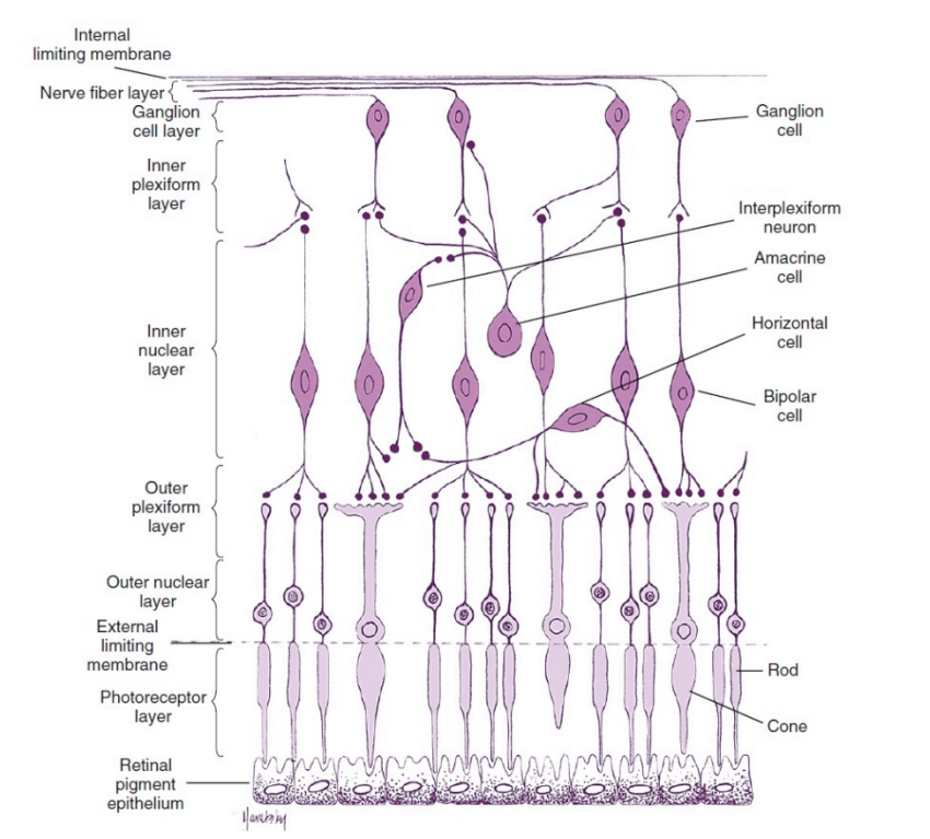 <p>• Manual technique count ~1.2 million RGCs </p><p>• Automated models 700,000 to 1.4 million RGC </p><p>• Other studies range from 1 million to 2.22 million </p><p>• Approximately loss of 5000 axons per year of life </p><p>• Small-diameter macular fibers to larger extramacular fibers</p><p>Retinal <strong>ganglion </strong>cell axons move towards the <strong>vitreous</strong>, then turn<strong> 90 degrees</strong> forming the <strong>retinal fiber layer</strong>, and head towards the optic disc</p>