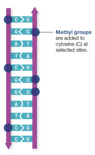 <p>can silence a gene, affect cell development, respond to stress</p>