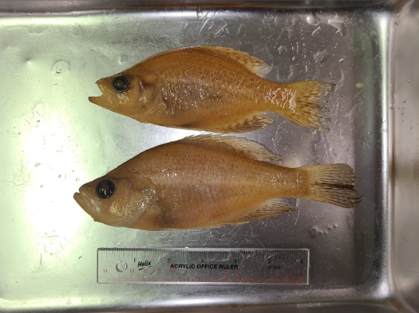 <p>What is the taxonomy, common name, and scientific name of this fish?</p>