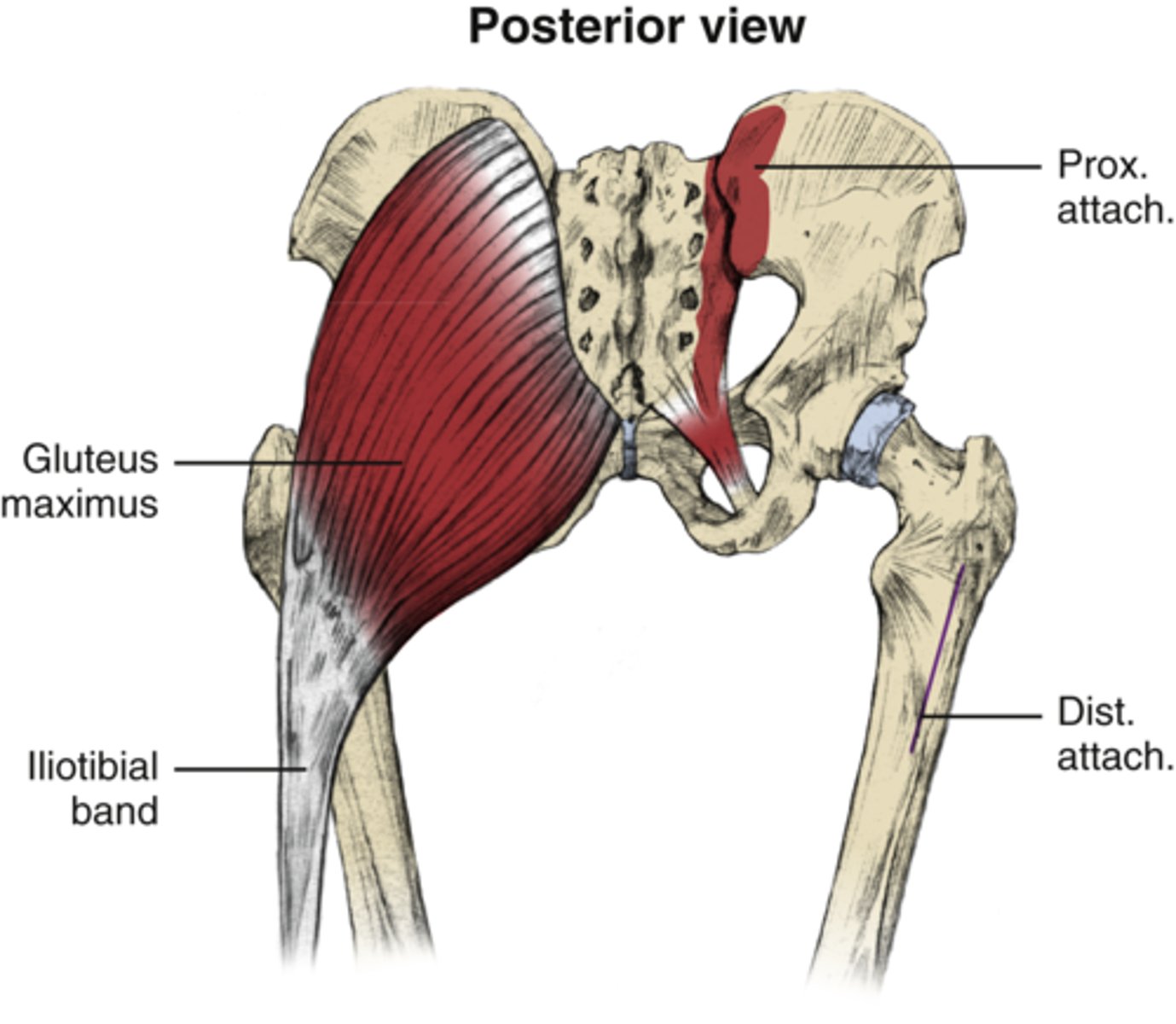 <p>O: Outer ilium, posterior gluteal line, thoracolumbar fascia, posterior side of sacrum and coccyx</p><p>I: Gluteal tuberosity and IT band</p><p>A: hip extension and external rotation</p><p>Secondary action: Hip adduction</p><p>N: inferior gluteal</p>