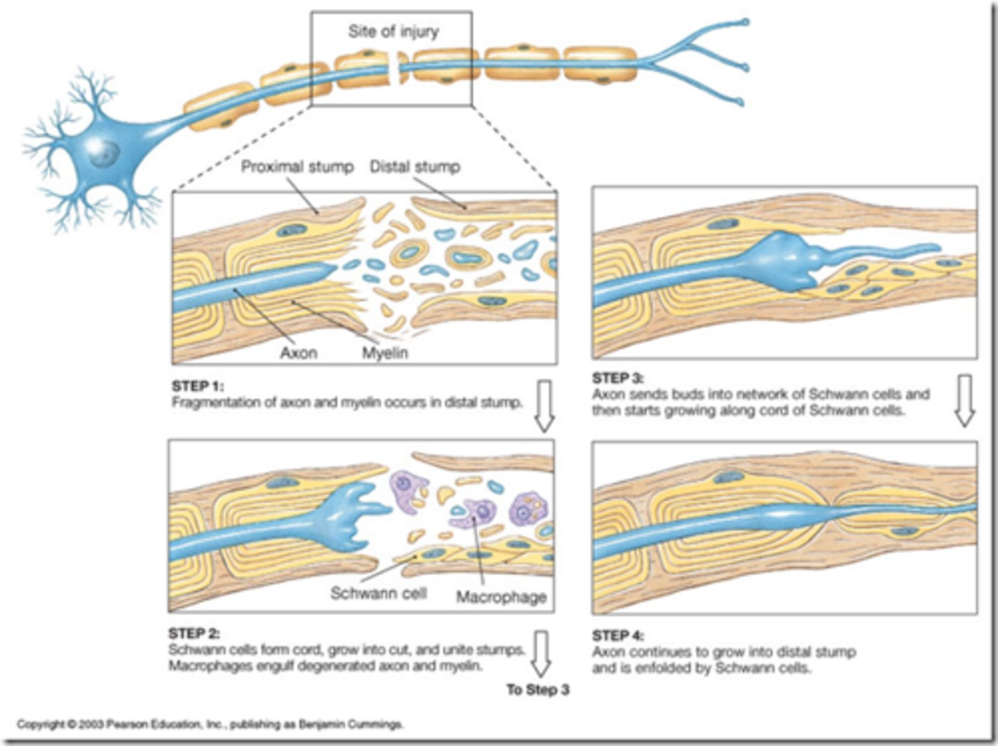 <p>CNS oligodendrocytes bear growth-inhibiting proteins that prevent CNS fiber regeneration</p>