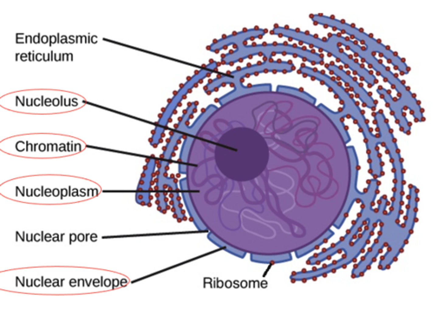 <p>What is the nucleoplasm of the nucleus?</p>