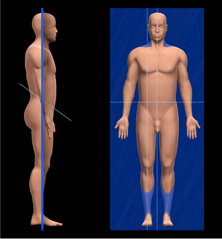 separates front of body from back of body