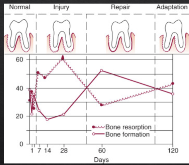 <ol><li><p>injury</p></li><li><p>repair</p></li><li><p>adaptation</p></li></ol><p></p>