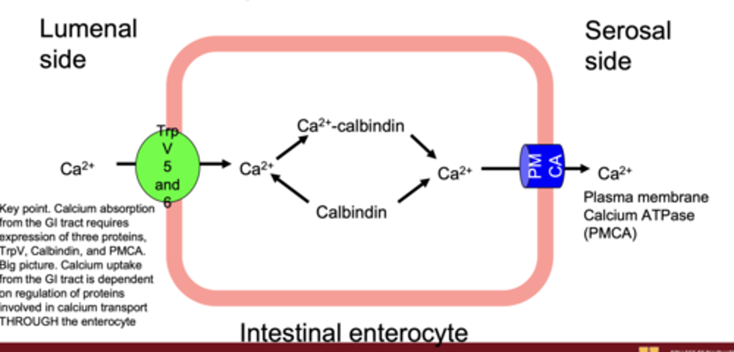 <p>TRPV channels, Calbindin, and PMCA (plasma membrane calcium ATPase)</p>