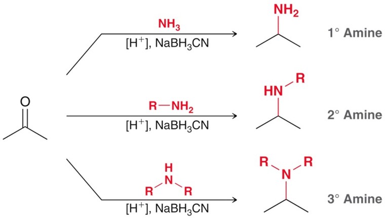 <p>Similar to NaBH<sub>4</sub>. Must be formed in situ to yeild the desired amine. </p>