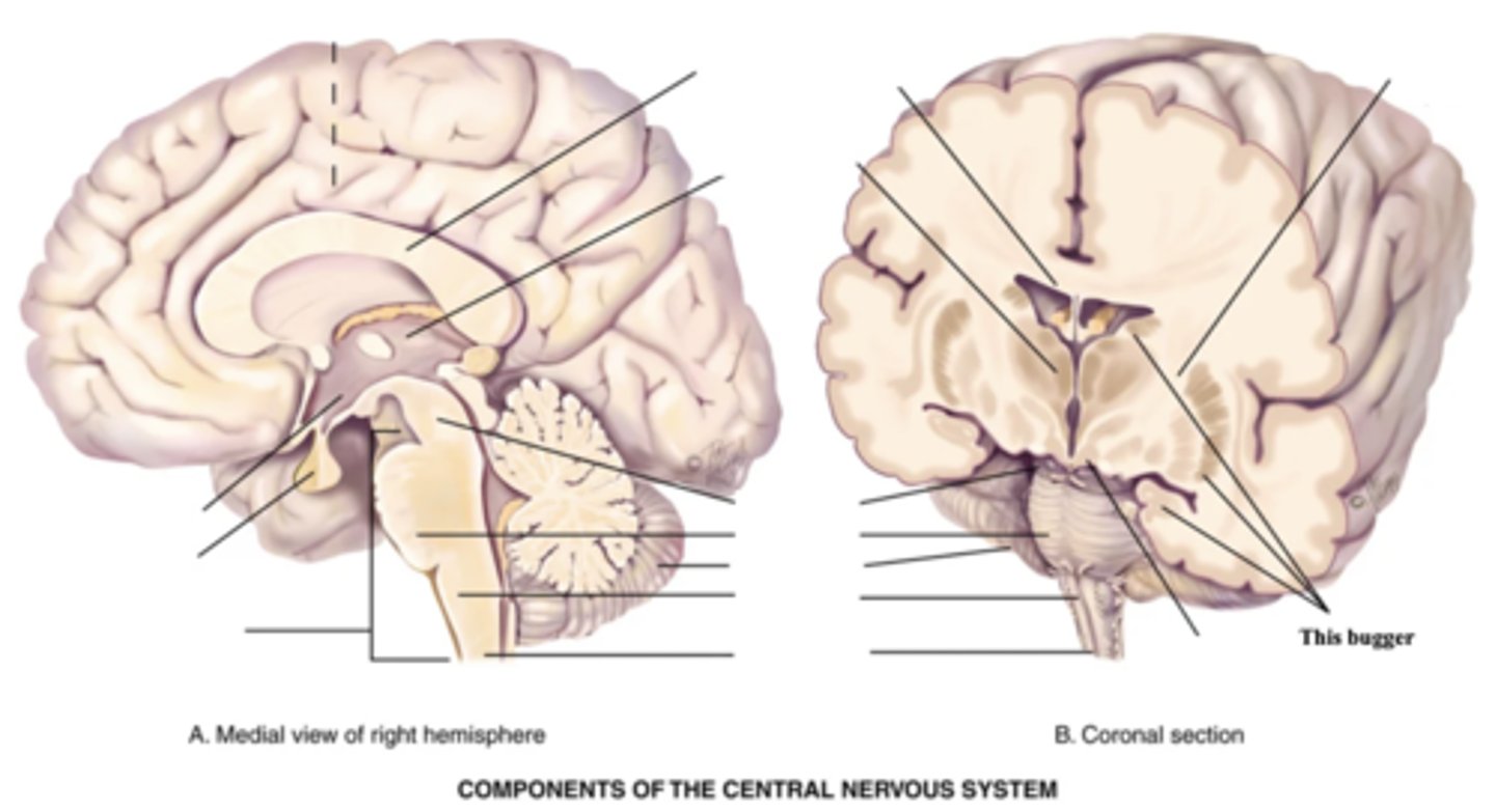 <p>Part of the brain that controls automatic associated movements of the body (Ex. Alternating swinging of arms and legs)</p>