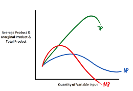 <ul><li><p>The MP reaches a maximum point first, then AP and finally TP. (MAT) </p></li><li><p>MP intersects the AP at the maximum point </p></li><li><p>TP,AP and MP all decline eventually (law of diminishing returns) </p></li><li><p>MP becomes negative as total product falls; if output is falling then the extra workers are reducing output </p></li></ul><p></p>
