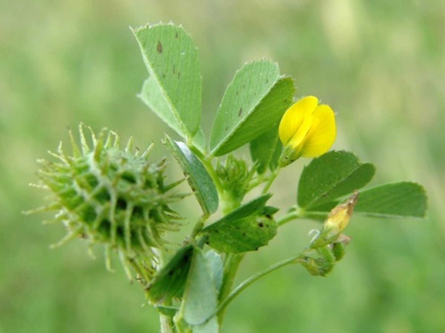 <p>Burclover</p>