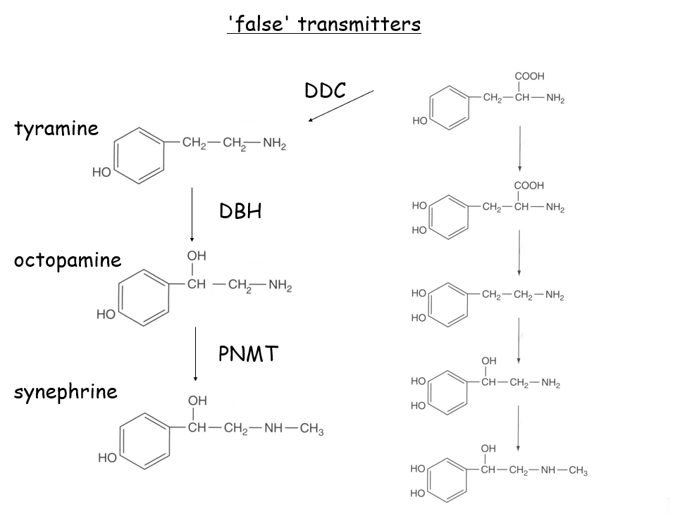 <p>FALSE TRANSMITTERS </p><ul><li><p>enzymes must carry out reactions in the correct order otherwise false transmitters formed </p></li><li><p>tyramine, octopamine, synephrine </p><p></p></li></ul><p>INTERFERING DRUGS </p><ul><li><p>alpha methyl tyrosine is a competitive inhibitor for tyrosine hydroxylase —&gt; used to treat phaeochromocytoma</p></li><li><p>alpha methyl dopa can interfere with NArd transmission  </p></li></ul><p></p>