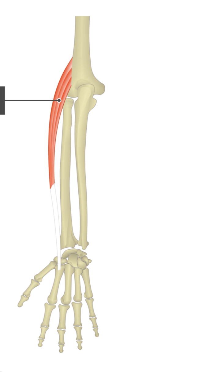 <p></p><p>origin: lateral epicondyle of humerus</p><p>insertion: metacarpal II</p>