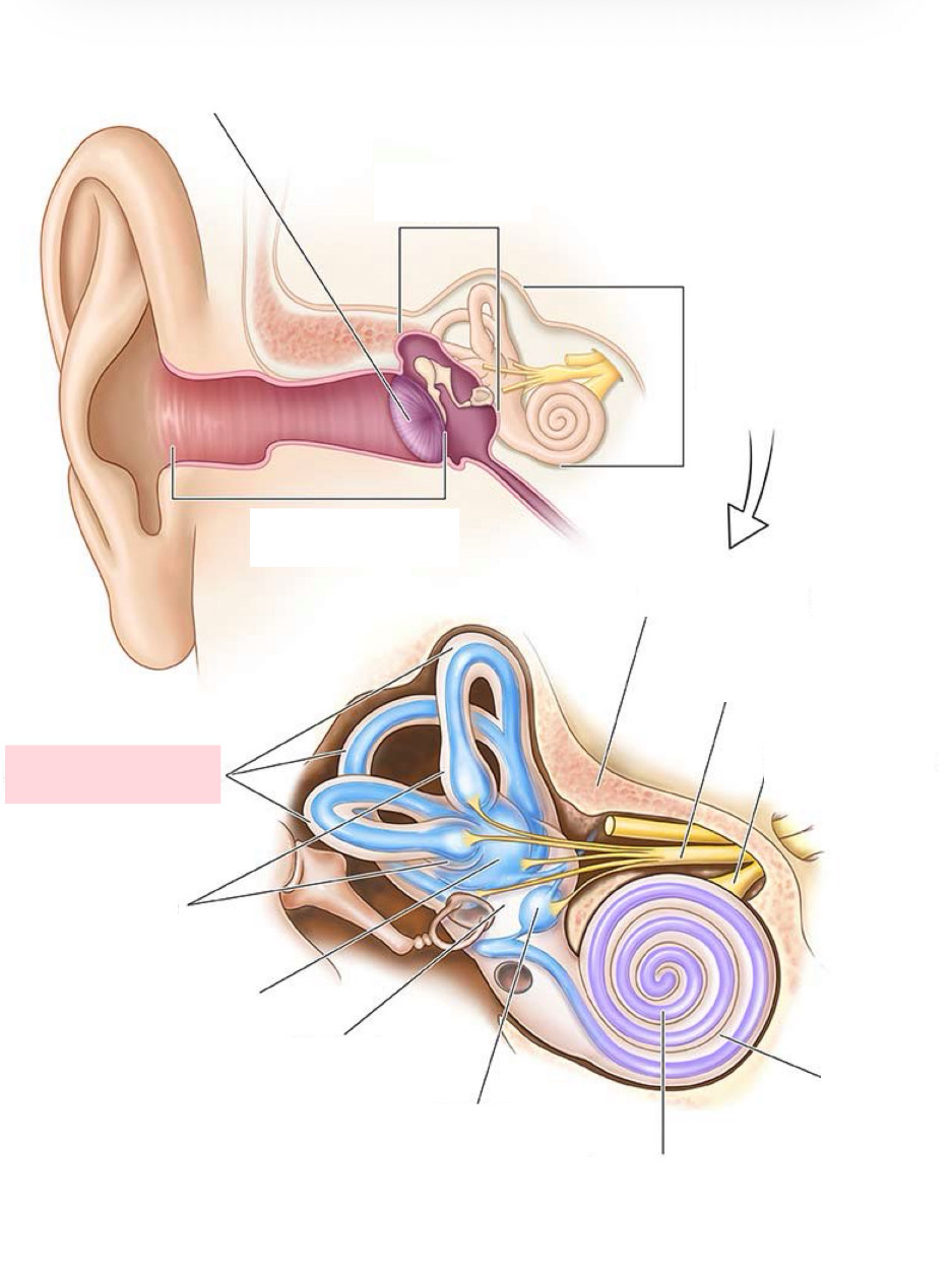 <p>Label the Diagram</p>