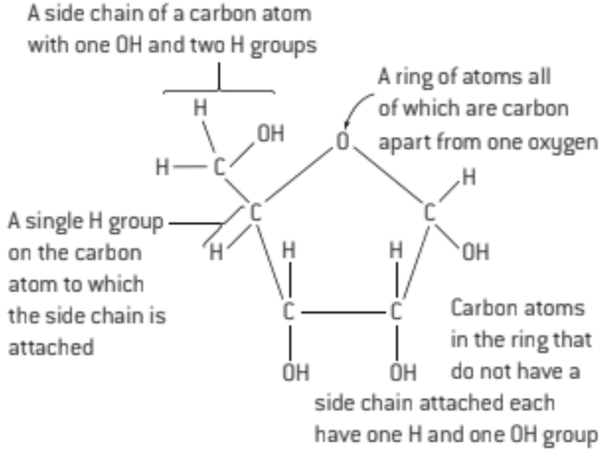 <ul><li><p>pentagon (4C and 1O)</p></li><li><p>side chain with one -OH and 2 -H</p></li><li><p>side chan with lone H</p></li></ul>