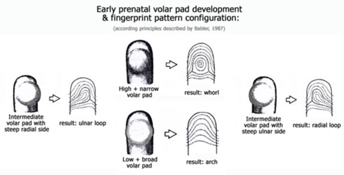 <p>High-centered pads are believed to form whorl-type patterns</p>