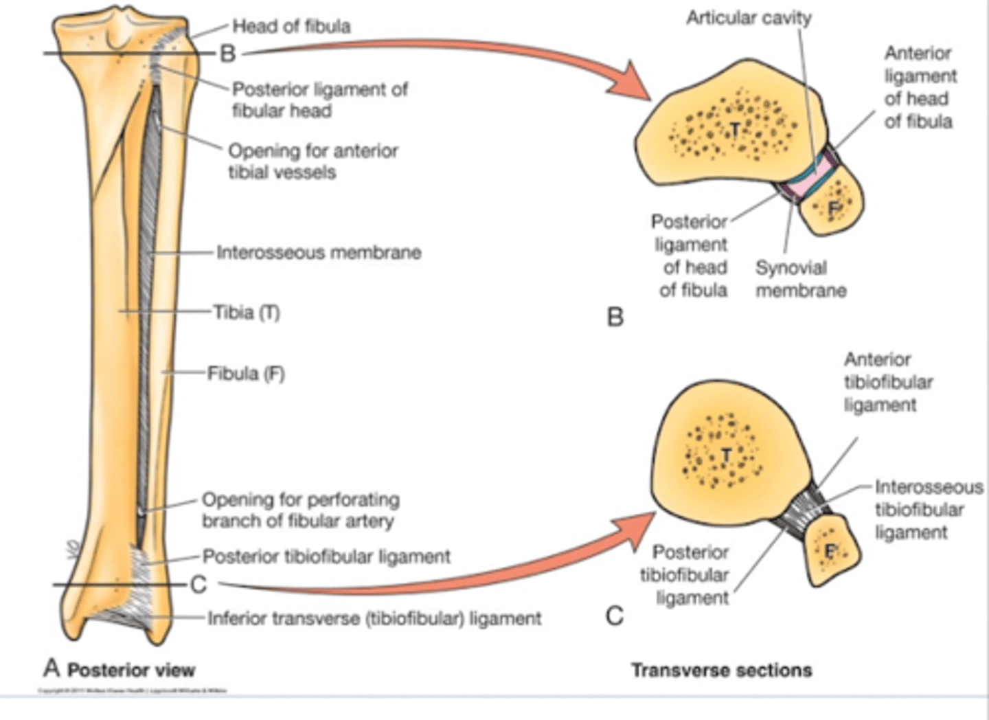 <p>Synarthrodial joint</p>