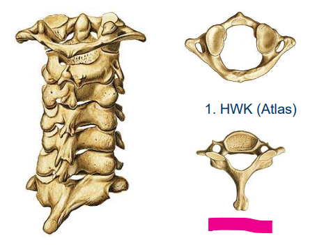 <p>Halswirbelsäule</p><p></p>