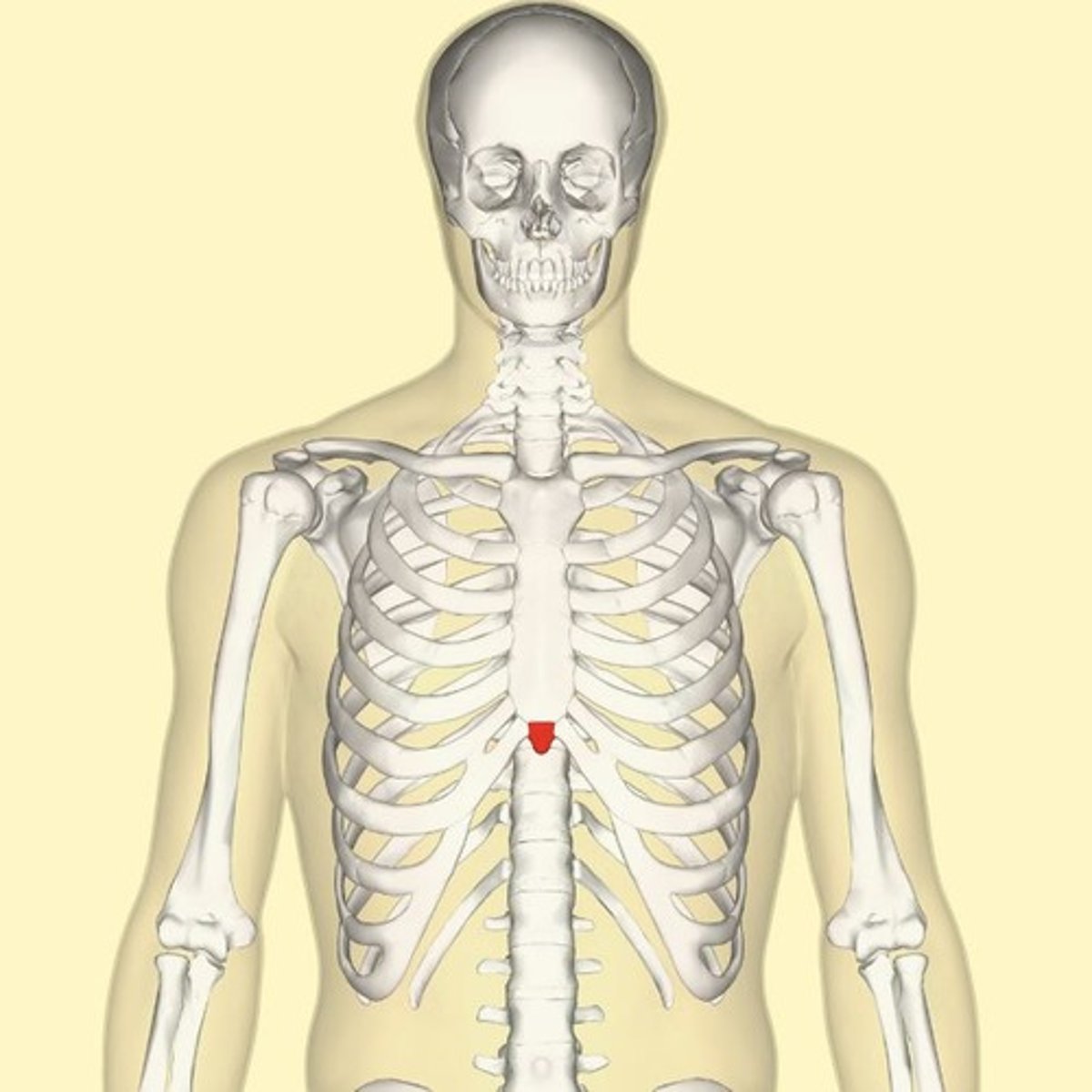 <p>Located inferiorly to the sternum, it is a small, cartilaginous, bony extension of the sternum that serves as an attachment point for rectus abdominus and articulates with the body of the sternum.</p>