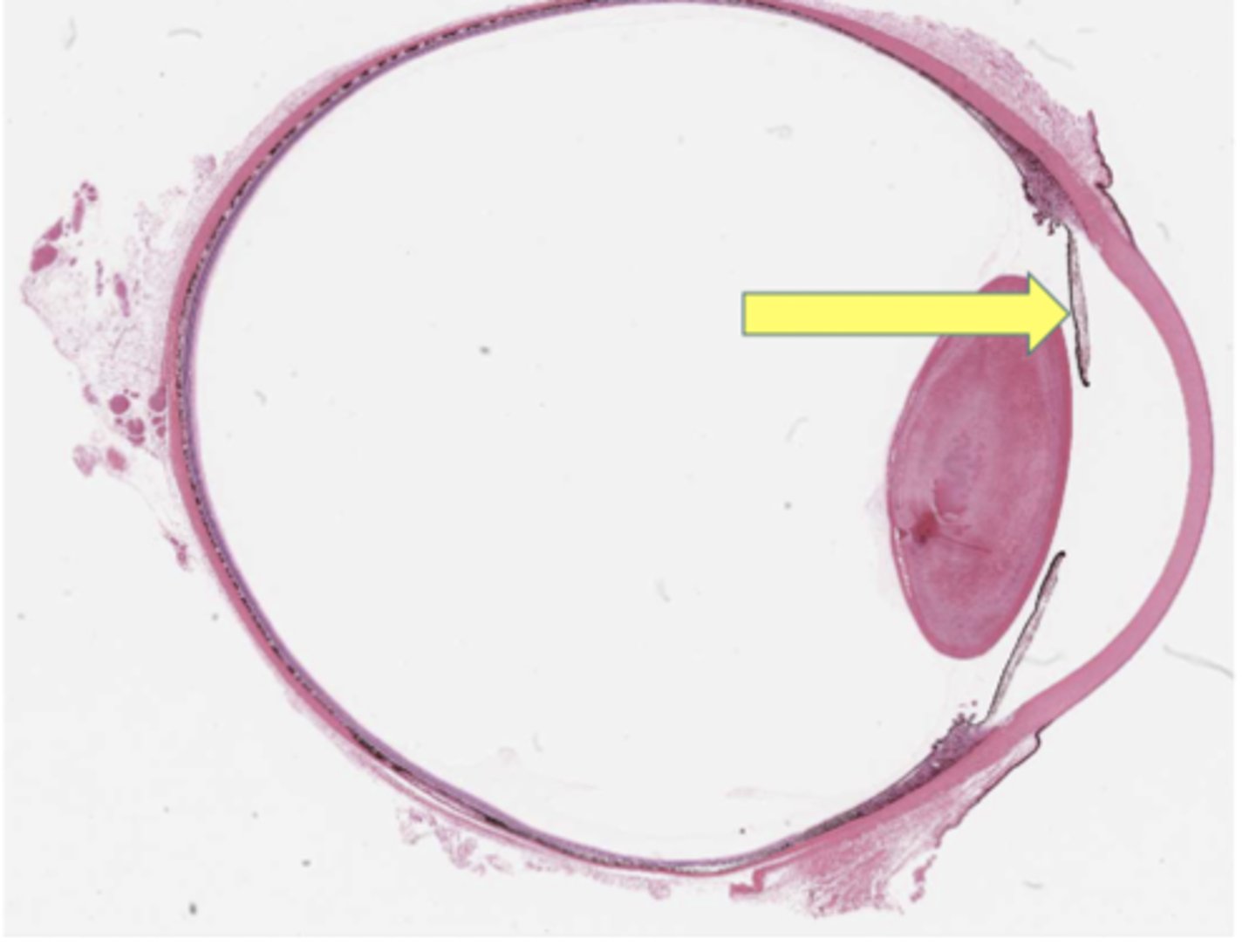 <p>Identify the general structure or layer</p>