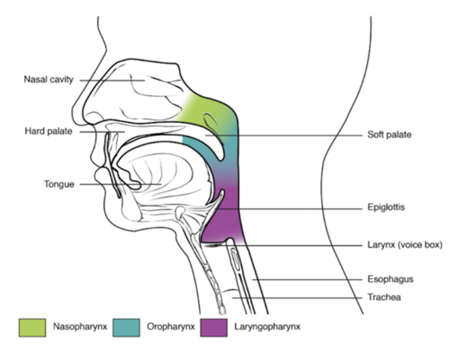 <p>nasopharynx, oropharynx, laryngopharynx</p>